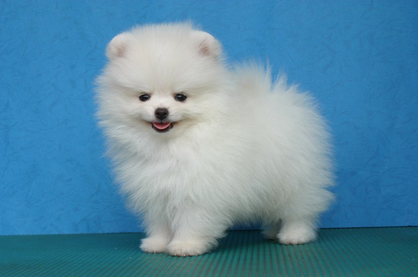 Pomeranian-Puppy